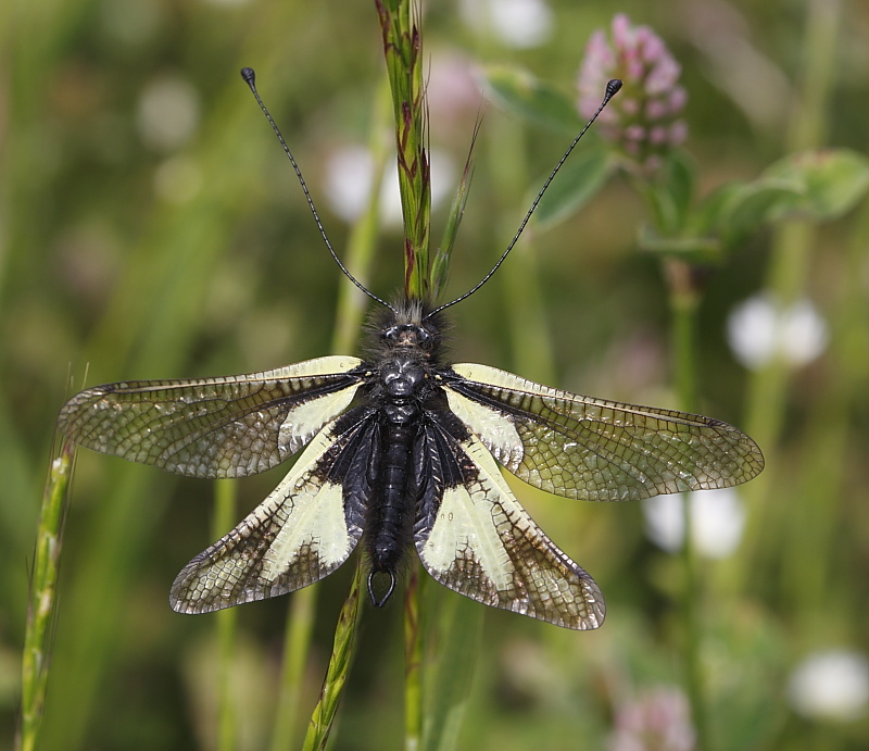 Libelloides coccajus (maschio)